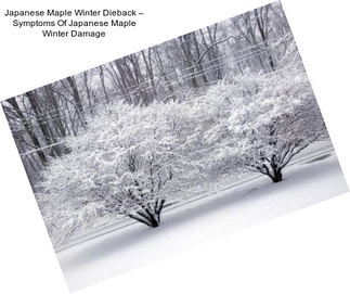 Japanese Maple Winter Dieback – Symptoms Of Japanese Maple Winter Damage