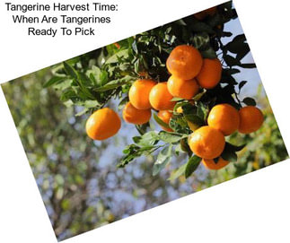 Tangerine Harvest Time: When Are Tangerines Ready To Pick