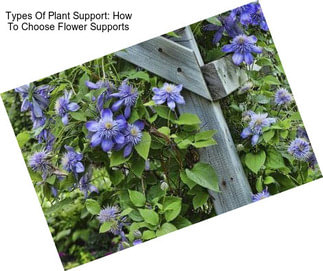 Types Of Plant Support: How To Choose Flower Supports