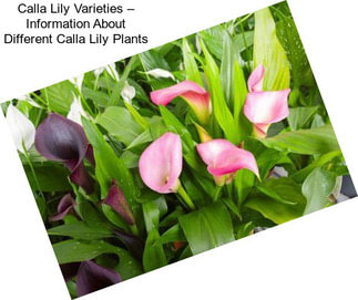 Calla Lily Varieties – Information About Different Calla Lily Plants