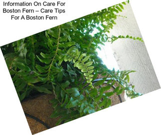 Information On Care For Boston Fern – Care Tips For A Boston Fern