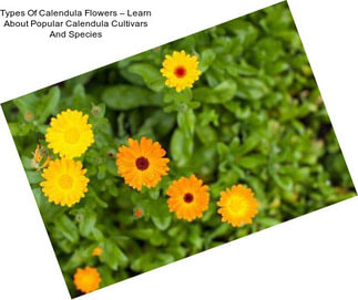 Types Of Calendula Flowers – Learn About Popular Calendula Cultivars And Species