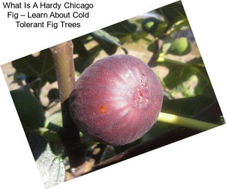 What Is A Hardy Chicago Fig – Learn About Cold Tolerant Fig Trees