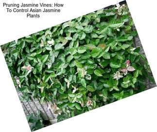 Pruning Jasmine Vines: How To Control Asian Jasmine Plants