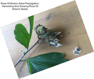 Rose Of Sharon Seed Propagation: Harvesting And Growing Rose Of Sharon Seeds