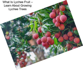 What Is Lychee Fruit – Learn About Growing Lychee Trees