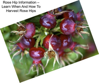 Rose Hip Information – Learn When And How To Harvest Rose Hips
