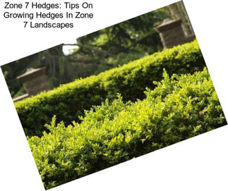 Zone 7 Hedges: Tips On Growing Hedges In Zone 7 Landscapes