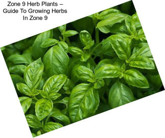 Zone 9 Herb Plants – Guide To Growing Herbs In Zone 9