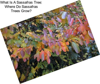 What Is A Sassafras Tree: Where Do Sassafras Trees Grow?