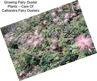 Growing Fairy Duster Plants – Care Of Calliandra Fairy Dusters