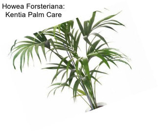Howea Forsteriana: Kentia Palm Care