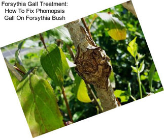 Forsythia Gall Treatment: How To Fix Phomopsis Gall On Forsythia Bush