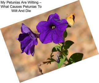 My Petunias Are Wilting – What Causes Petunias To Wilt And Die