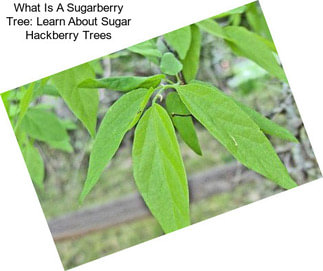 What Is A Sugarberry Tree: Learn About Sugar Hackberry Trees