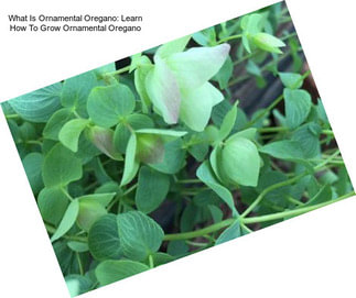 What Is Ornamental Oregano: Learn How To Grow Ornamental Oregano