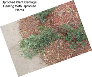 Uprooted Plant Damage: Dealing With Uprooted Plants