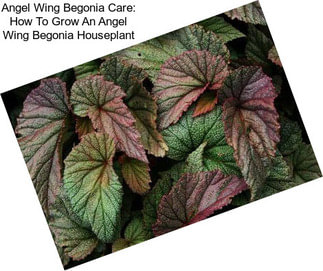 Angel Wing Begonia Care: How To Grow An Angel Wing Begonia Houseplant