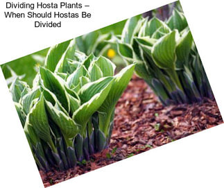 Dividing Hosta Plants – When Should Hostas Be Divided