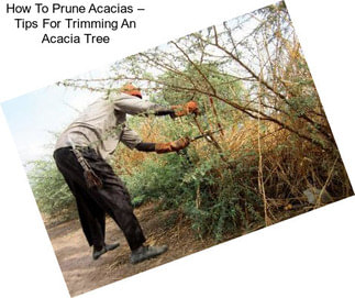 How To Prune Acacias – Tips For Trimming An Acacia Tree