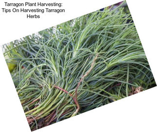 Tarragon Plant Harvesting: Tips On Harvesting Tarragon Herbs