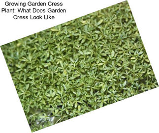 Growing Garden Cress Plant: What Does Garden Cress Look Like