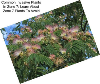 Common Invasive Plants In Zone 7: Learn About Zone 7 Plants To Avoid