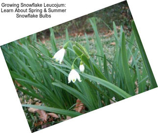 Growing Snowflake Leucojum: Learn About Spring & Summer Snowflake Bulbs