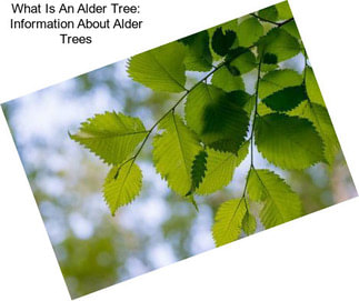 What Is An Alder Tree: Information About Alder Trees