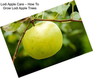 Lodi Apple Care – How To Grow Lodi Apple Trees