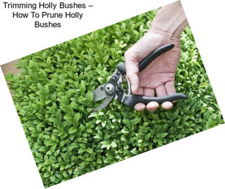 Trimming Holly Bushes – How To Prune Holly Bushes
