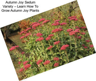Autumn Joy Sedum Variety – Learn How To Grow Autumn Joy Plants
