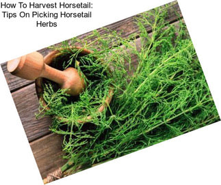 How To Harvest Horsetail: Tips On Picking Horsetail Herbs