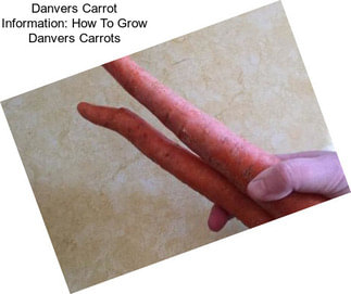 Danvers Carrot Information: How To Grow Danvers Carrots