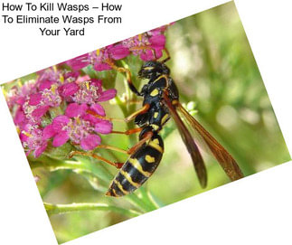 How To Kill Wasps – How To Eliminate Wasps From Your Yard