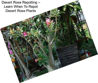 Desert Rose Repotting – Learn When To Repot Desert Rose Plants