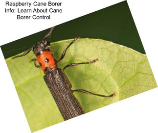 Raspberry Cane Borer Info: Learn About Cane Borer Control