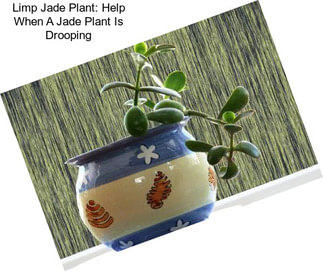Limp Jade Plant: Help When A Jade Plant Is Drooping