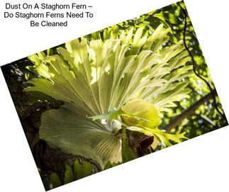 Dust On A Staghorn Fern – Do Staghorn Ferns Need To Be Cleaned