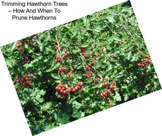 Trimming Hawthorn Trees – How And When To Prune Hawthorns