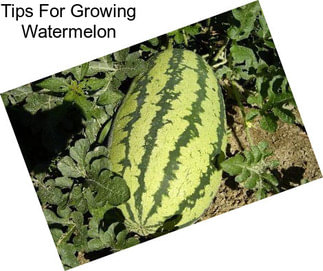 Tips For Growing Watermelon