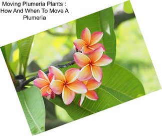 Moving Plumeria Plants : How And When To Move A Plumeria