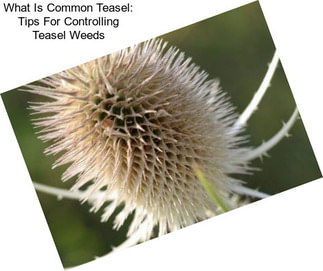 What Is Common Teasel: Tips For Controlling Teasel Weeds