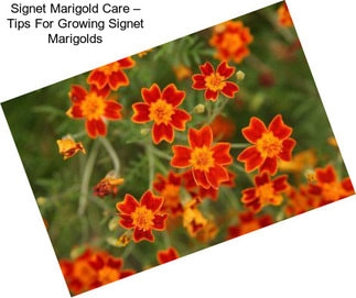 Signet Marigold Care – Tips For Growing Signet Marigolds