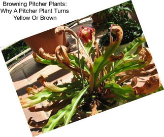 Browning Pitcher Plants: Why A Pitcher Plant Turns Yellow Or Brown