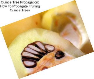 Quince Tree Propagation: How To Propagate Fruiting Quince Trees