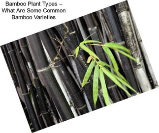 Bamboo Plant Types – What Are Some Common Bamboo Varieties