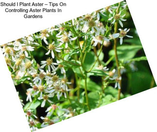 Should I Plant Aster – Tips On Controlling Aster Plants In Gardens