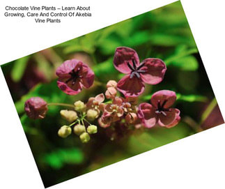 Chocolate Vine Plants – Learn About Growing, Care And Control Of Akebia Vine Plants