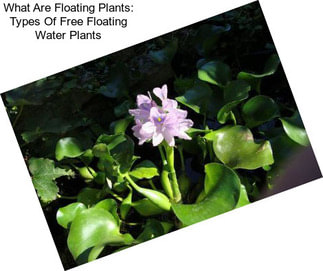 What Are Floating Plants: Types Of Free Floating Water Plants